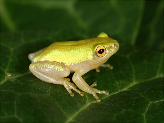 Pickersgill's Reed Frog